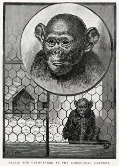 Gardens Prints: Sally, chimpanzee at Zoological Gardens arriving at in October 1883 as a small infant