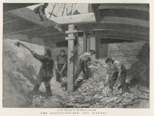 Hold Prints: Salting Newfoundland Cod