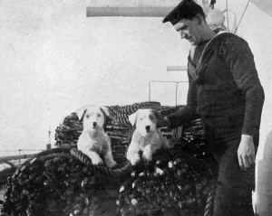 Mar16 Prints: Two sealyham dogs on the deck of a ship during WW1