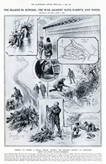 Suffolk Prints: Seeking to arrest the dread disease: ridding the infected district of creatures likely to