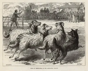 Trial Prints: Sheep Dog Trial in 1876