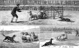 Sheep Prints: Sheep Dog Trials at Alexandra Palace, 1882