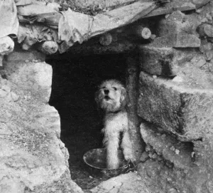 Guarding Prints: Sheepdog guarding French trench, WW1