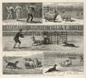 Bringing Prints: Sheepdog Trials