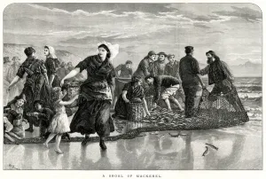 Fishing Prints: Shoal of mackerel 1873