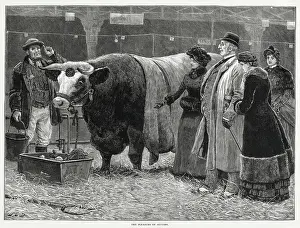 Building Prints: A small group at Smithfield's Market looking at beef cattle