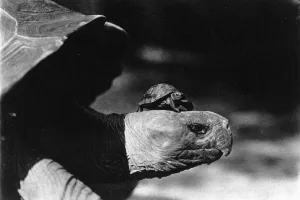 Weight Prints: The smallest tortoise and the Largest tortoise in the New Yo