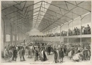 Cattle Prints: Smithfield Cattle Show