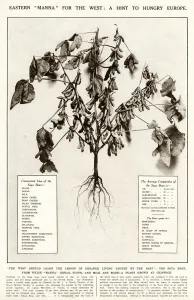 Eastern Prints: Soya beans - a hint for hungry Europe 1921