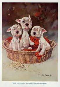 Opens Prints: Studdy - Three newborn puppies slowly open their eyes