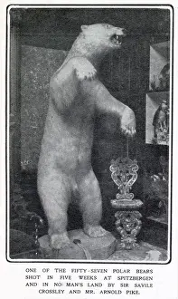 Interior Prints: A stuffed and mounted Polar Bear at Somerleyton Hall near Lowerstoft