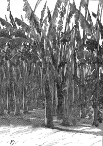 Cane Prints: Sugar Cane, Southern California, 1888