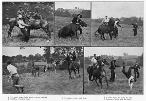 Fred Prints: Taming Vicious War Mules, WW1
