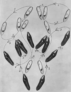Steps Prints: Tango craze: a tango tangle, 1913