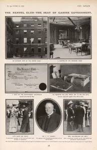 Clubs Prints: The Tatler: The Kennel Club - the seat of canine government
