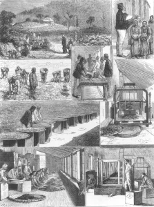 1876 Prints: Tea Cultivation in British India
