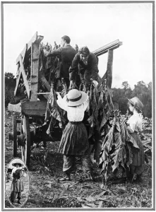 Cart Prints: Tobacco farm in Norfolk