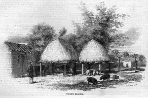1850s Prints: Travelling in China: Paddy Stacks