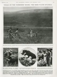 Dawson Prints: Trials on the Yorkshire Moors: the Irish Water Spaniels 1931