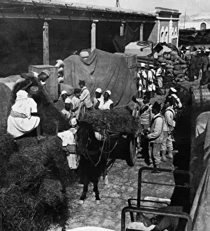 Provisions Prints: Turco-Italian War, 1911 - loading fodder for Italian troops