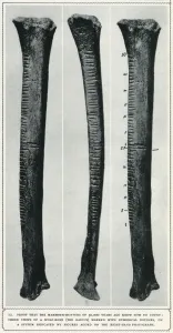 Bones Prints: Three views of a wolf bone excavated at Vestonice