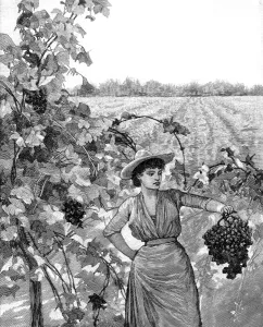 Californian Prints: Vineyard in California, 1888