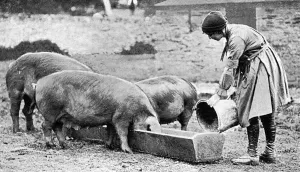 Feeding Prints: Volunteer in Womens Land Army on Duchy of Cornwall farm