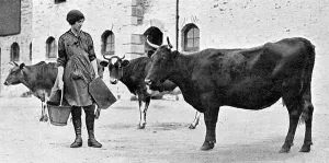 Cattle Prints: Volunteer in Womens Land Army on Duchy of Cornwall farm
