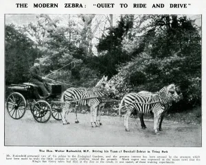 Museum Prints: Walter Rothschild driving his team of zebras at Tring Park