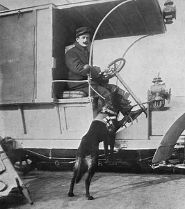 Canine Prints: War dog attached to a French motor ambulance