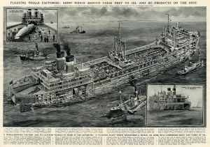 G H Davis Illustrations Prints: Whale hunting vessel and factory by G. H. Davis