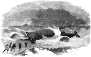 1857 Prints: Whale Stranded at Winterton, Norfolk, 1857