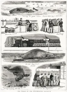 19th Prints: The Whale at the Westminster Aquarium