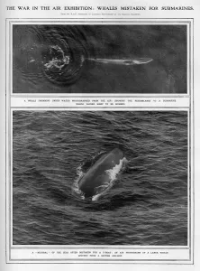 Mistaken Prints: Whales mistaken for u-boats during WW1