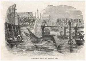 Whales Prints: Whaling in Deptford