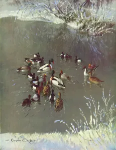 Vernon Prints: Winter Plumage by Vernon Ward