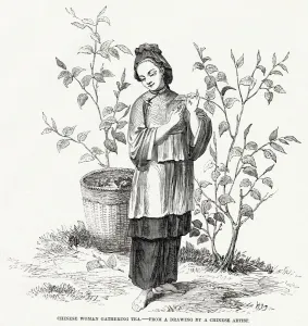 1850s Prints: Woman gathering tea, China