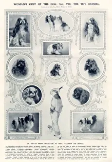 2020 Prints: Womans cult of the dog: No. VIII - the toy spaniel (King Charles Spaniel) Date