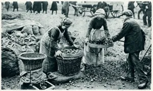 Farmers Prints: Women farm workers 1917