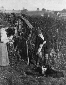 Helping Prints: Women helping to catch rabbits on a farm, WWI
