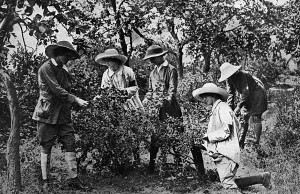 Fruit Prints: Women picking fruit in Kent during World War One, 1916