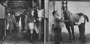 Aldin Prints: Women working at convalescent remount depot, WW1