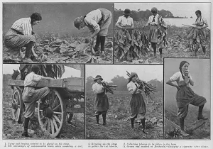 Cigarettes Prints: Women working on a tobacco farm, Norfolk, WW1
