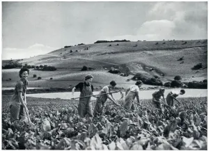 College Prints: Womens Land Army volunteers in training, September 1939