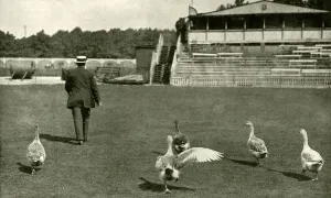 Lords Prints: WW1 - Lords Cricket Ground used as a Goose Farm, 1915