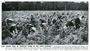 Cutting Prints: WW2 - Home Front - Girl Guide Rangers and Guiders doing forestry work in the West