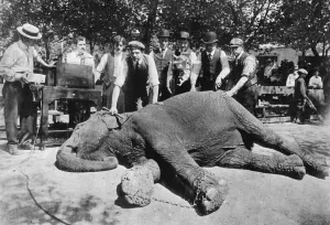 Elephants Prints: X-ray of elephant to locate a diamond ring