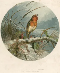 Robin Prints: Xmas Robin