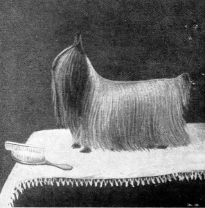Animal Prints: The Yorkshire Terrier Ashton Ted 95, 1895