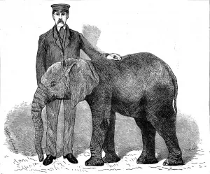 Gardens Prints: Young African Elephant at London Zoo, 1882